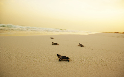 Schildkroeten auf Saadiyat Island